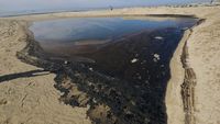 Potret Tumpahan Minyak yang Cemari Pantai di California