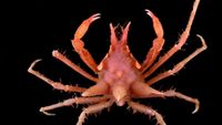 Wujud Spesies Baru yang Ditemukan di Laut Indonesia