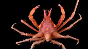 Wujud Spesies Baru yang Ditemukan di Laut Indonesia