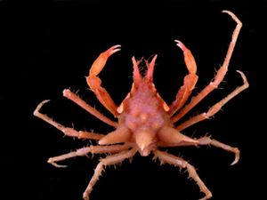 Wujud Spesies Baru yang Ditemukan di Laut Indonesia