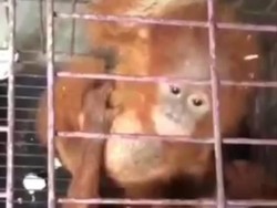 Viral Satwa Langka Diobral di Medsos, Polisi Harus Turun Tangan!