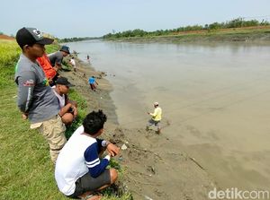 Warga Berburu Ikan Mabuk Saat Air Bendungan di Majalengka Susut