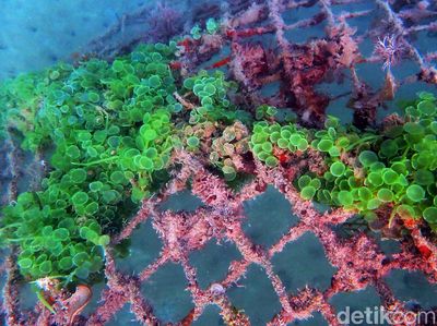 Ada Apartemen Ikan Loh di Bangka Belitung