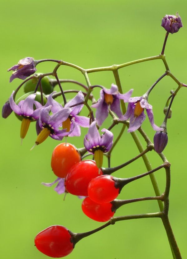 Bittersweet Nightshade