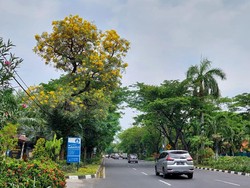 Potret Bunga Sakura Mulai Berguguran di Jalanan Surabaya, Serasa Ada di Jepang