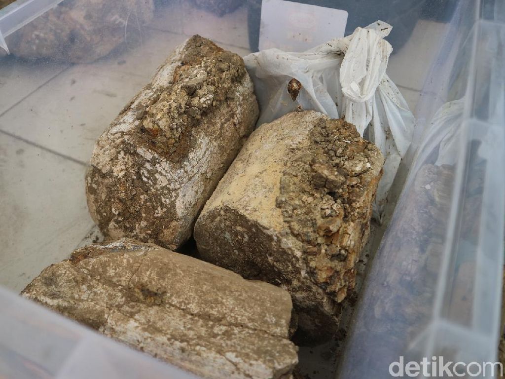 Fosil Gading Gajah Purba Stegodon Berusia Jutaan Tahun Ditemukan di Kudus