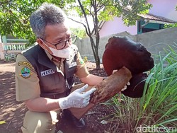 Dinas Pertanian Kabupaten Bandung Bawa Sampel Jamur Raksasa untuk Diteliti