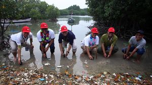 JMI-IFG Tanam Mangrove di Pulau Tunda