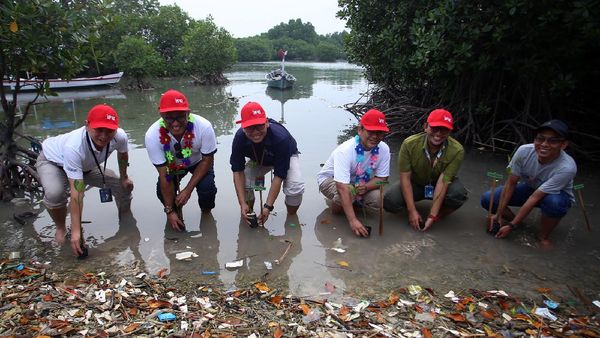 JMI-IFG Tanam Mangrove di Pulau Tunda