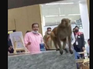 Lounge Bandara Dimasuki Monyet, Langsung Minum Jus