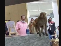 Lounge Bandara Dimasuki Monyet, Langsung Minum Jus