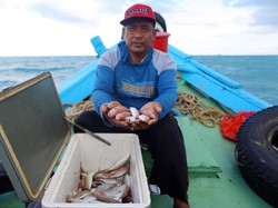 Senyum Nelayan Pulau Bangka, Tangkapan Naik 80% Gegara Fishing Ground