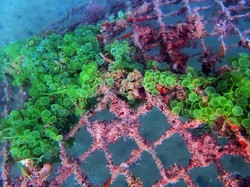 Enggak Kalah dari Manusia, Ikan Juga Punya Apartemen Loh!