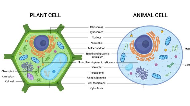 Perbedaan sel hewan dan sel tumbuhan
