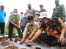Tingginya Permintaan Pasar, Petani Banyuwangi Mulai Tanam Porang