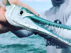 Punya Gigi Mirip Gergaji, Ini Ikan Paling Berbahaya di Dunia