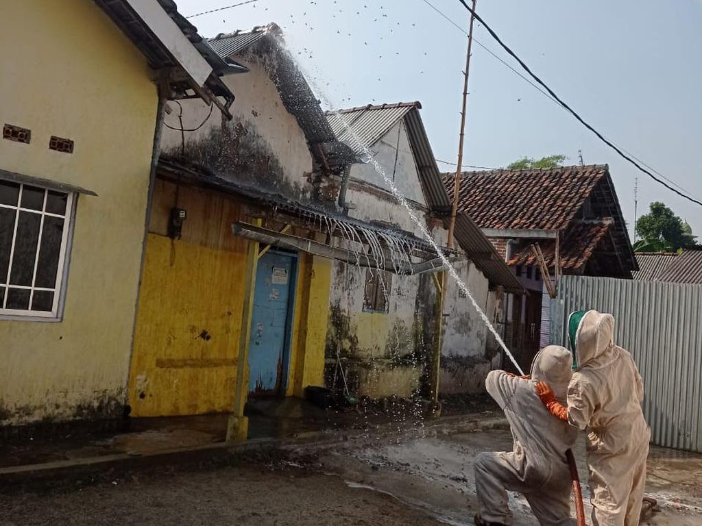 Tawon Vespa Teror Warga Jombang, PMK Evakuasi Sarangnya