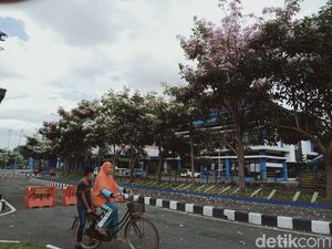 Syahdunya Terminal Ir Soekarno Klaten Kala Bertabur Bunga Tabebuya