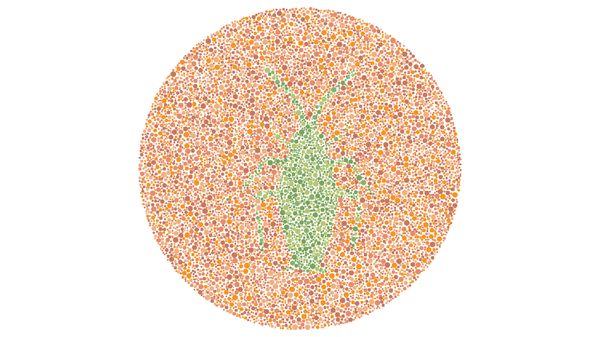 Bisa Lihat Serangga di Gambar Ini? Tandanya Kamu Tidak Buta Warna