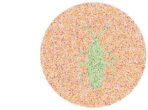 Bisa Lihat Serangga di Gambar Ini? Tandanya Kamu Tidak Buta Warna