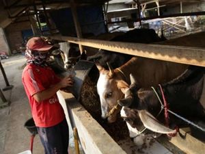 Holding Ultra Mikro Beri Harapan UMKM Lampung untuk Terus Berkembang Holding Ultra Mikro Beri Harapan UMKM Lampung untuk Terus Berkembang