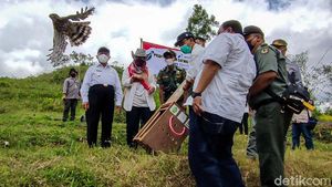 Akhirnya, Avtur dan Jalu Kembali ke Alam Liar