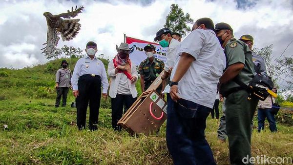 Akhirnya, Avtur dan Jalu Kembali ke Alam Liar