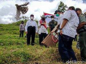 Akhirnya, Avtur dan Jalu Kembali ke Alam Liar