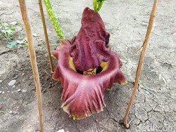 Bunga Bangkai Mekar di Pekarangan Rumah Warga Lamongan