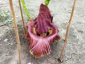Bunga Bangkai Mekar di Pekarangan Rumah Warga Lamongan Bunga Bangkai Mekar di Pekarangan Rumah Warga Lamongan