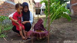 Tengok Bunga Bangkai yang Mekar di Lamongan