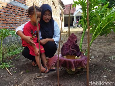 Tengok Bunga Bangkai yang Mekar di Lamongan