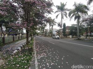 Cantik! Bunga Tabebuya di Jalanan Magelang Serentak Bermekaran
