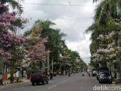 Cantiknya Bunga Tabebuya Bermekaran di Jalanan Magelang
