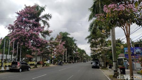 Cantiknya Bunga Tabebuya yang Bermekaran di Jalanan Magelang