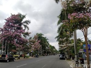 Cantiknya Bunga Tabebuya yang Bermekaran di Jalanan Magelang