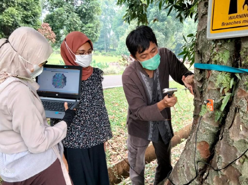 Melihat Metode Tim BRIN Cek Kesehatan Pohon di Kebun Raya Bogor