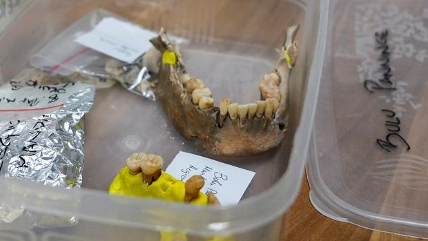 Parts of Besse's ancient skeleton that was unearthed from Leang Paningge cave are pictured inside a box at the archaeological laboratory of Hasanuddin University in Makassar, South Sulawesi province, Indonesia, September 18, 2021. Picture taken September 18, 2021. REUTERS/Abd. Rahman Muchtar       NO RESALES. NO ARCHIVES.