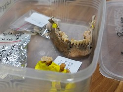 Fosil Wanita 70 Abad Ditemukan, Peneliti Ungkap Fakta Terbaru Sejarah Manusia Purba