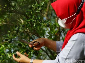 Cerita Inspiratif di Balik Sirup Jeruk Kunci Khas Bangka Belitung Cerita Inspiratif di Balik Sirup Jeruk Kunci Khas Bangka Belitung