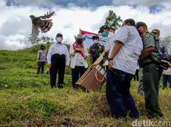 2 Ekor Elang Dilepasliarkan di Perbukitan Menoreh Kulon Progo
