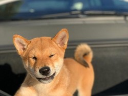 Kenalin Ini Dia Shiba Inu Coin, Saingan Dogecoin