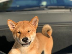 Blak-blakan Sosok Misterius Pencipta Uang Kripto Shiba Inu Blak-blakan Sosok Misterius Pencipta Uang Kripto Shiba Inu