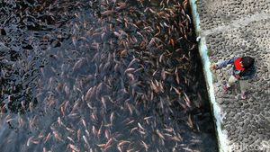 Sungai Jernih di Klaten Ini Dimanfaatkan untuk Budidaya Ikan