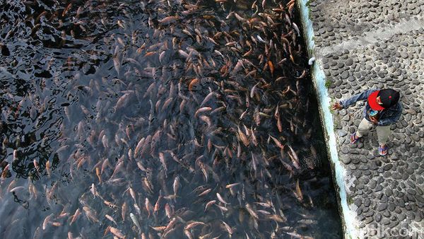 Sungai Jernih di Klaten Ini Dimanfaatkan untuk Budidaya Ikan