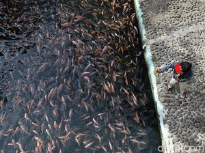 Sungai Jernih di Klaten Ini Dimanfaatkan untuk Budidaya Ikan Sungai Jernih di Klaten Ini Dimanfaatkan untuk Budidaya Ikan