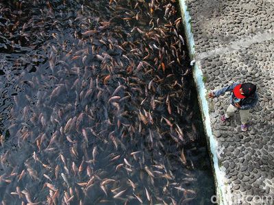Sungai Jernih di Klaten Ini Dimanfaatkan untuk Budidaya Ikan