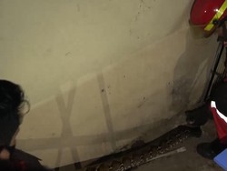 Ular Sanca 5 Meter Sembunyi di Saluran Air Rumah Warga Makassar