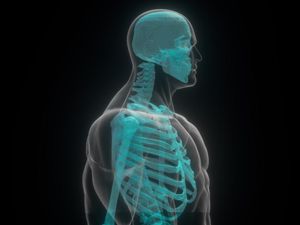 Ada yang Tahu Apa Fungsi Tulang Atas bagi Tubuh?
