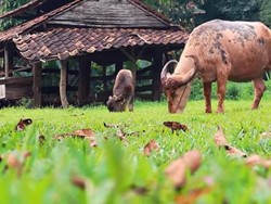 Kawanan Kerbau Bikin Pengendara Jalan Terhambat